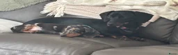 Dachshund dogs for sale: Dapple dachshund pup - Advert 5