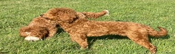 Goldendoodle dogs for stud: Goldendoodle stud Dog  in Driffield - Advert 3