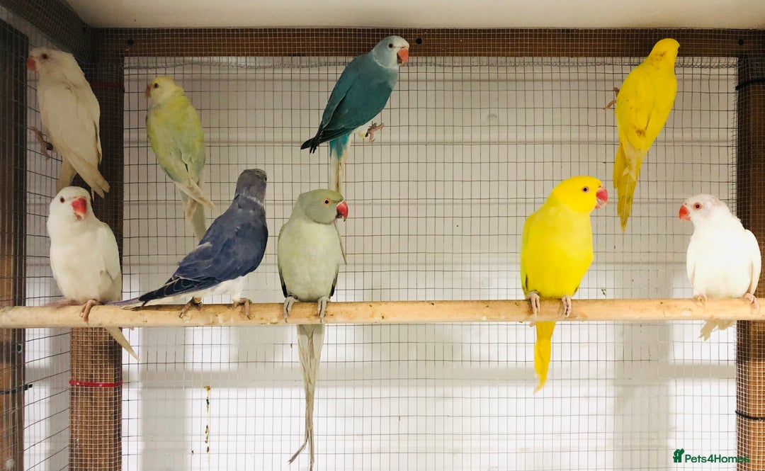 Ringnecks birds for sale: Beautiful coloured ringneck parrots for sale. - Image 15