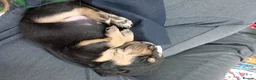 Bloodhound dogs for sale: Bloodhound Puppies - Advert 5