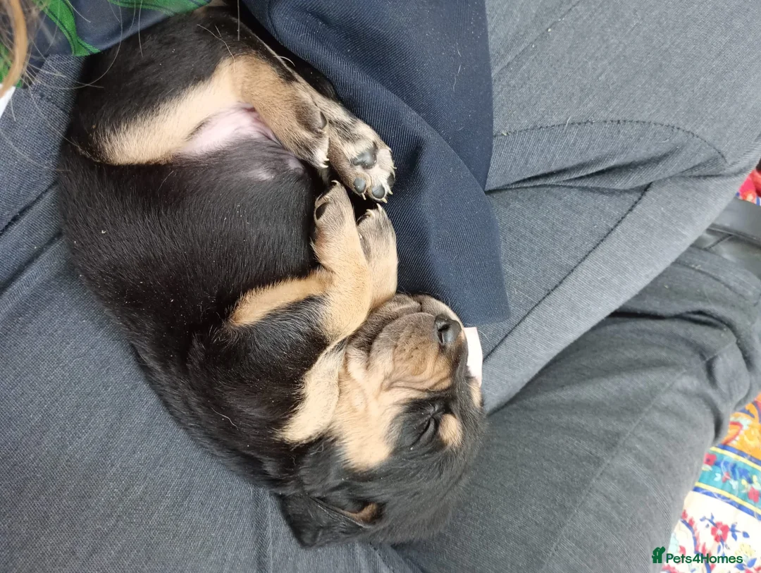 Bloodhound dogs for sale: Bloodhound Puppies - Advert 5