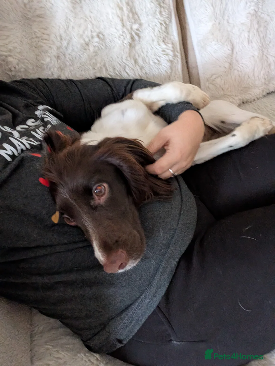 Cocker Spaniel dogs for sale: Working Female Cocker Spaniel  - Advert 7