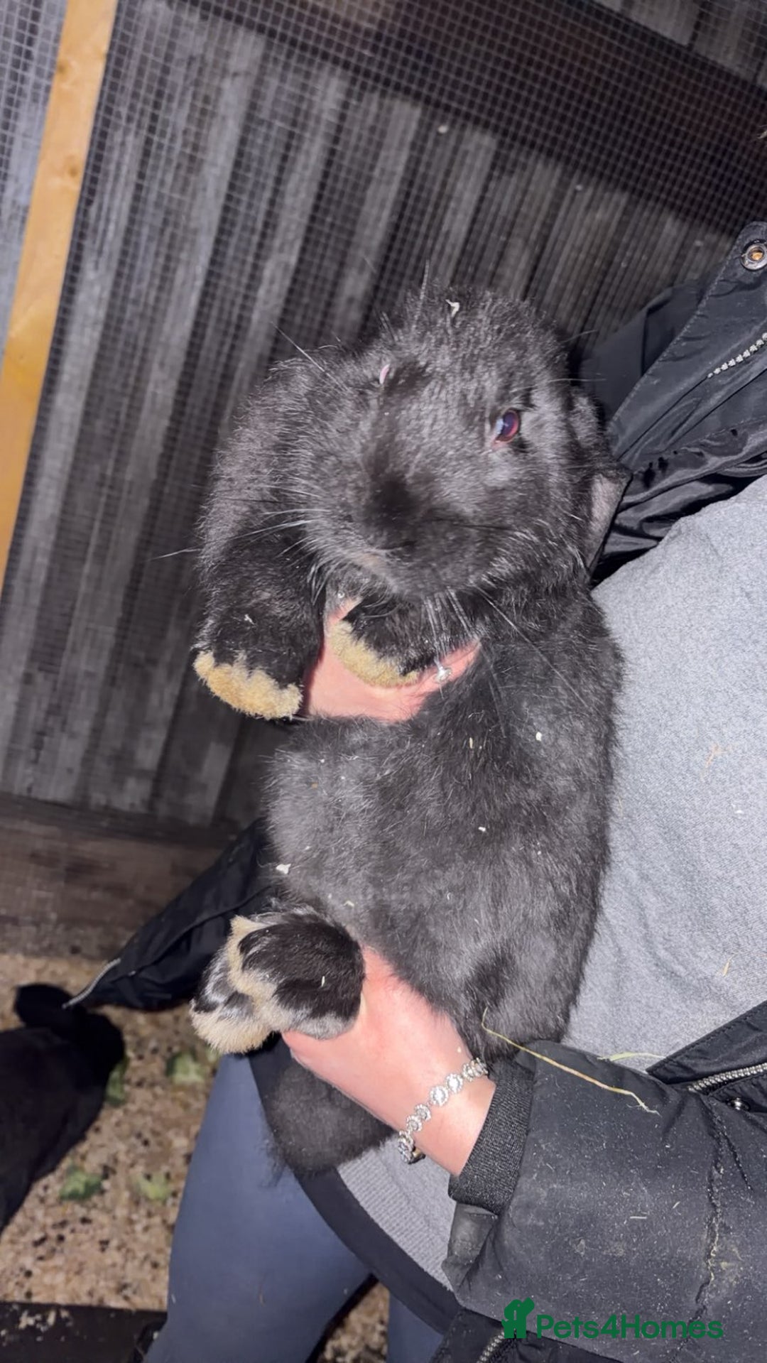 Continental Giant rabbits for sale: Continental giant babies  - Advert 1