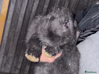 Continental Giant rabbits Continental giant babies - Advert 1