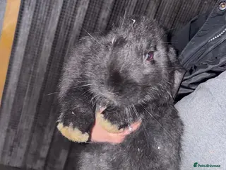 Continental Giant rabbits Continental giant babies - Advert 6