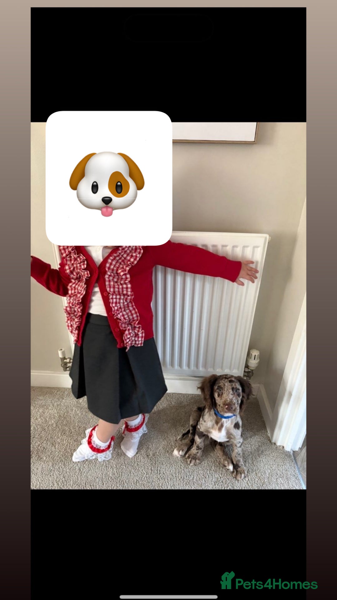 Cocker Spaniel dogs for sale: Cocker spaniel  - Advert 5