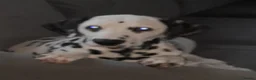 Dalmatian dogs for stud: Dalmatian for stud in Dunfermline - Advert 6