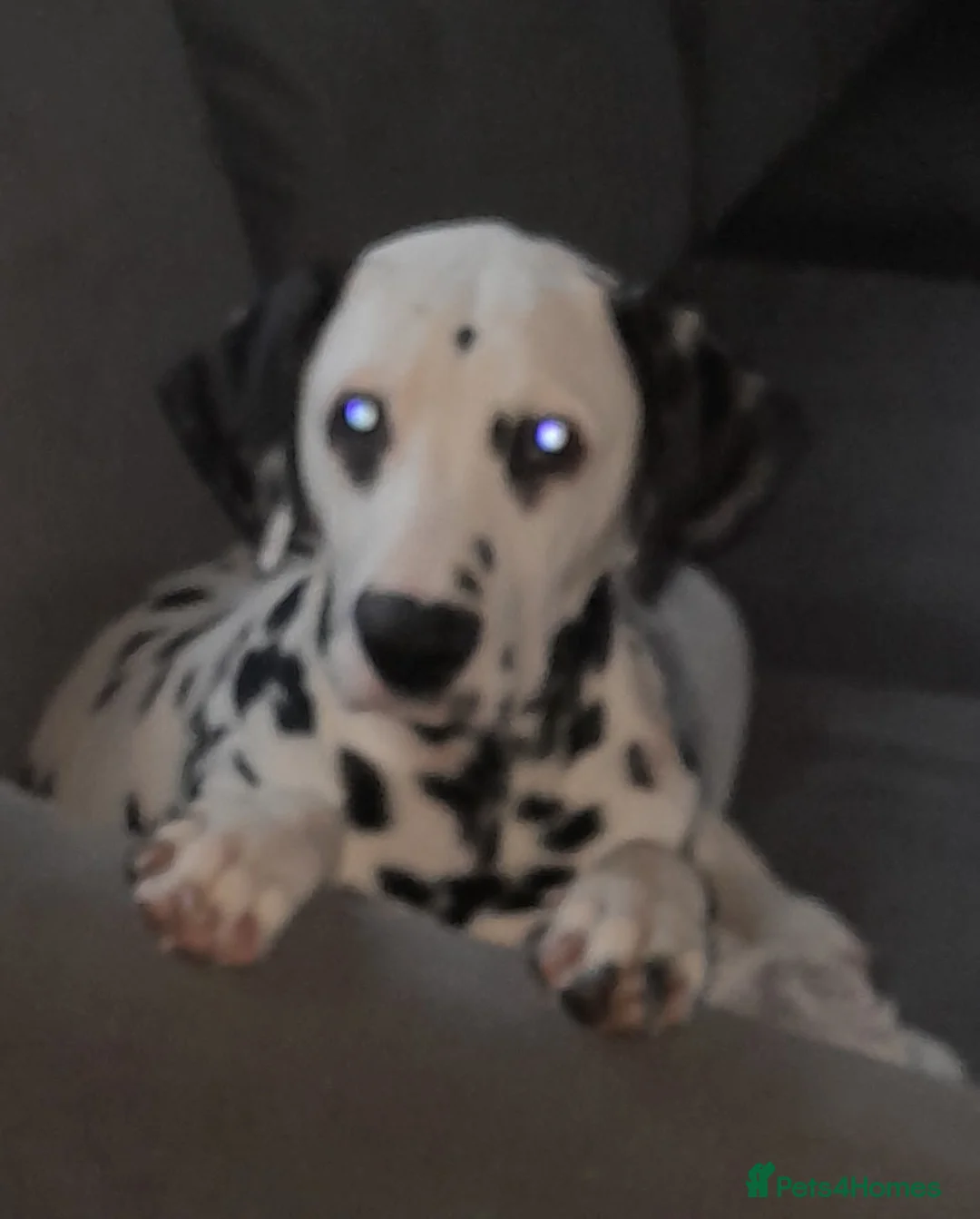 Dalmatian dogs for stud: Dalmatian for stud in Dunfermline - Advert 6