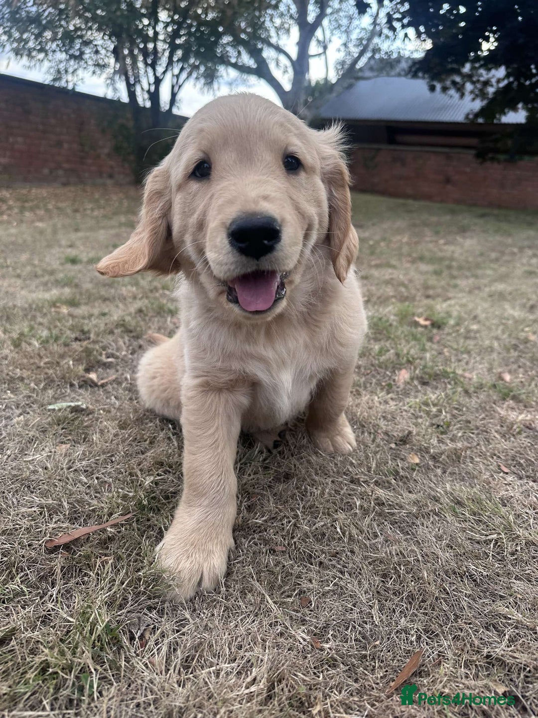 Golden Retriever dogs for sale: 4 KC registered Golden Retriever puppies  - Image 32