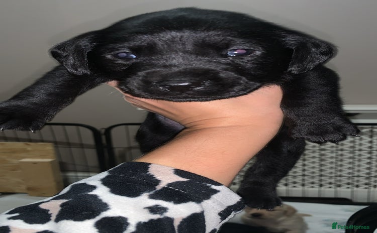 Labrador Retriever dogs - Advert 32