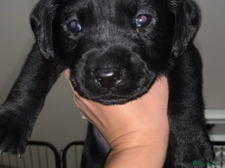 Labrador Retriever dogs - Advert 32