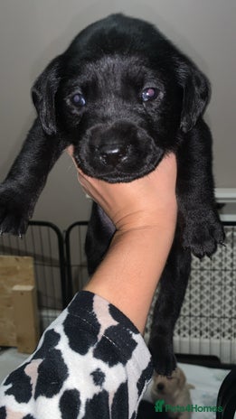 Labrador Retriever dogs - Advert 32