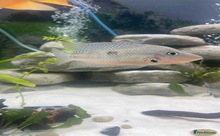 Cichlids fish - Advert 1
