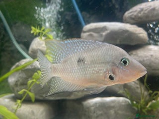 Cichlids fish - Advert 3