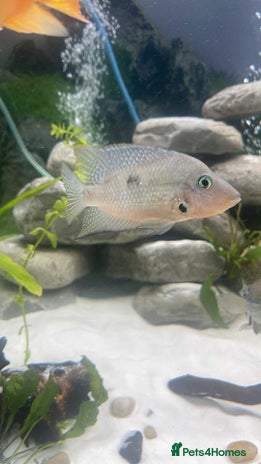 Cichlids fish - Advert 1