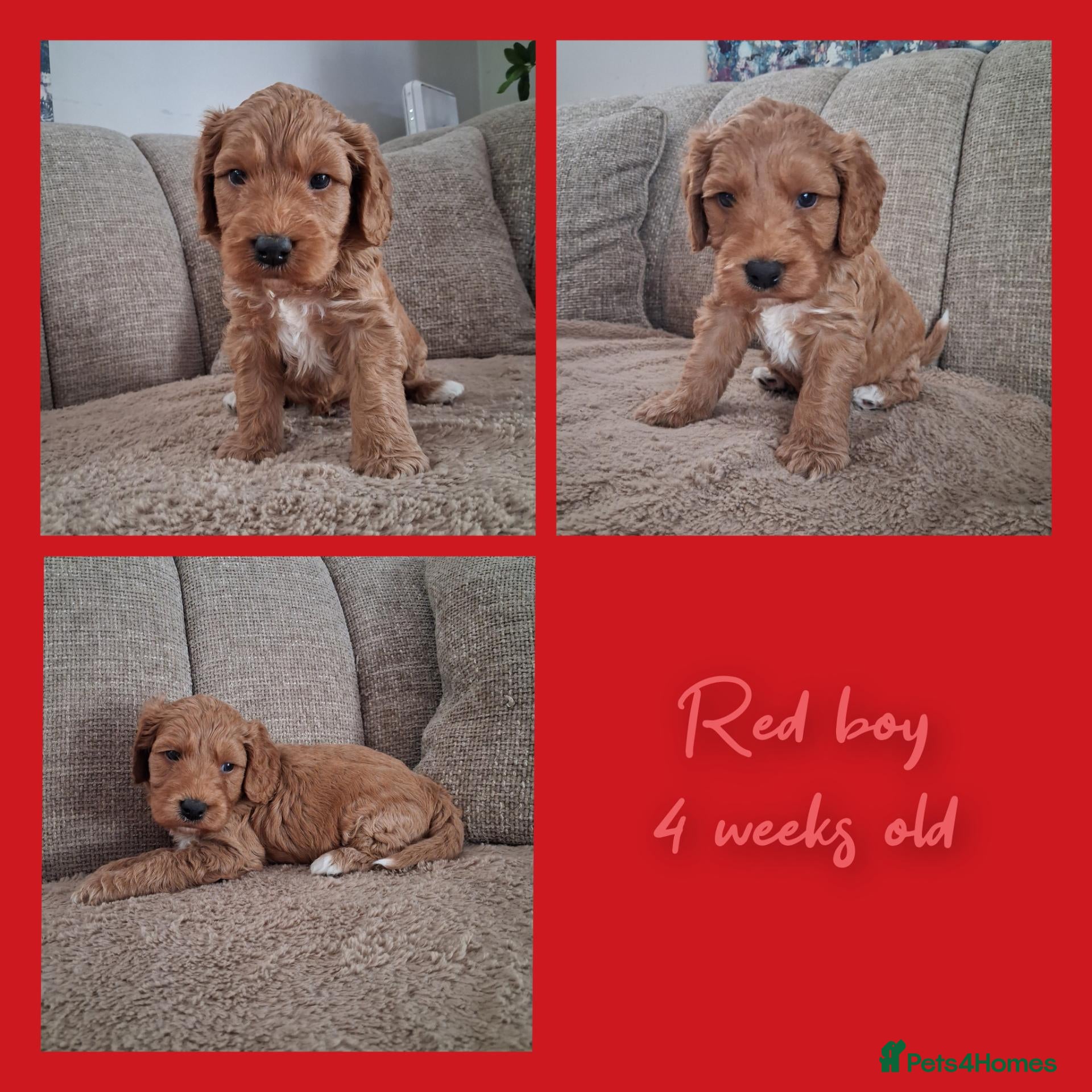 Australian Labradoodle dogs Miniature Australian labradoodles - Advert 2