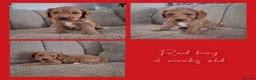 Australian Labradoodle dogs for sale: Miniature Australian labradoodles - Advert 9
