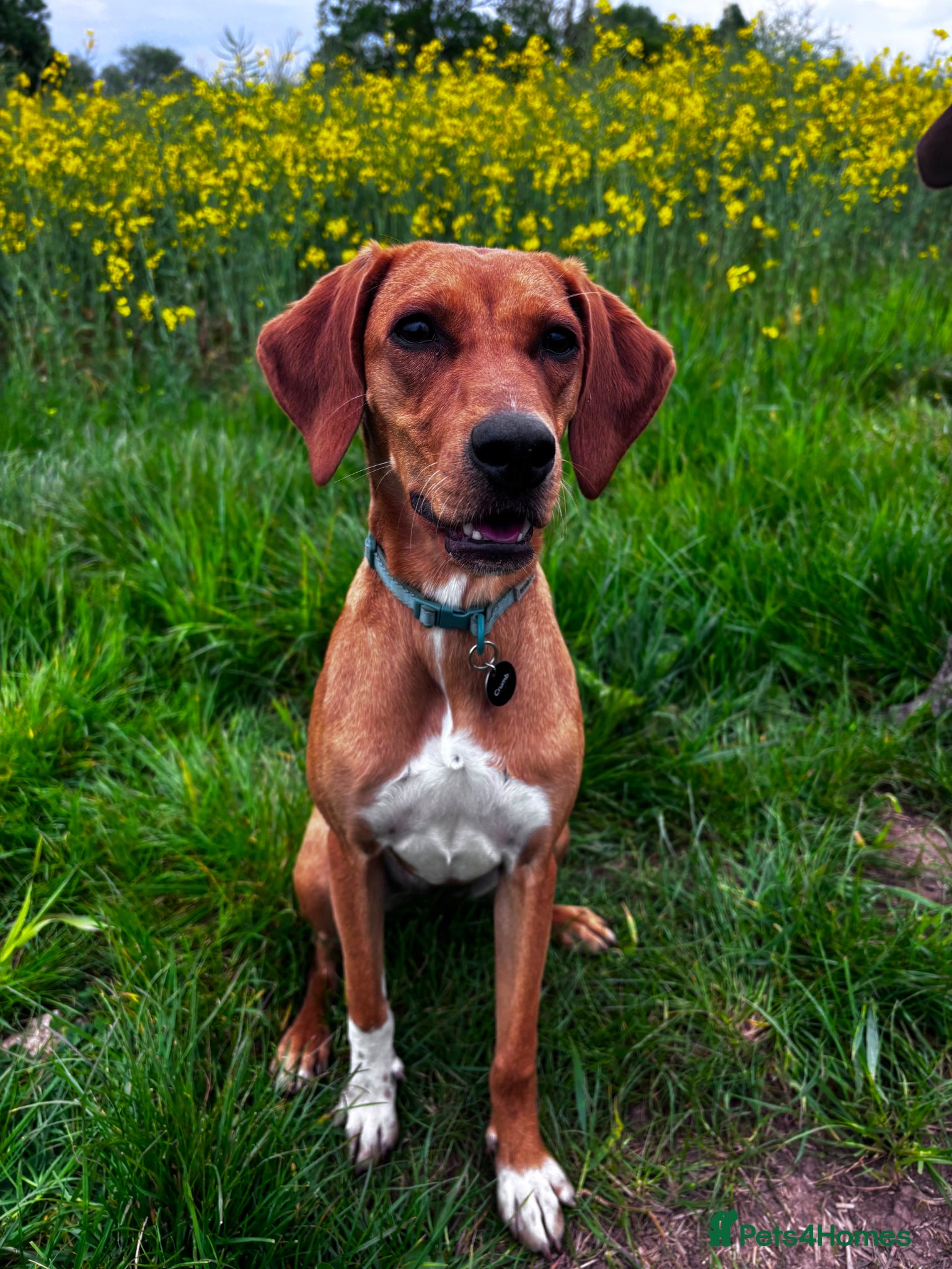 Mixed Breed dogs Puppy Ginny is ready for her forever family! - Advert 2