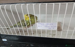 Budgerigars birds for sale: Budgies - Image 7