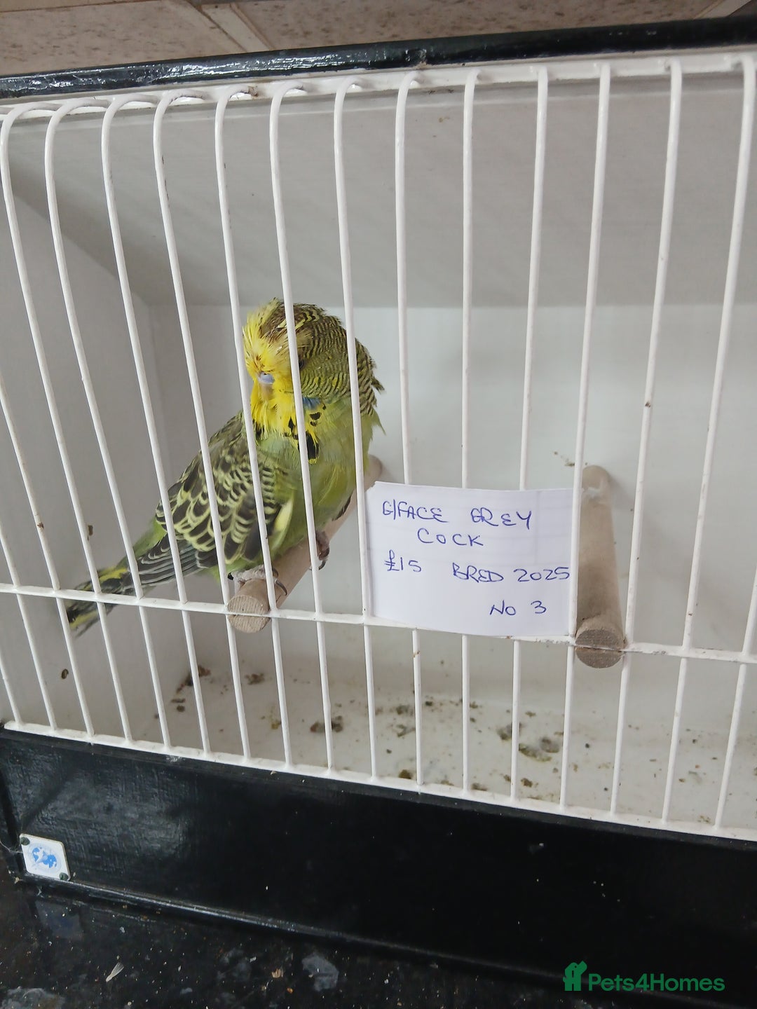 Budgerigars birds for sale: Budgies - Image 7
