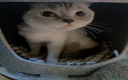 British Shorthair cats for sale: Two beautiful British Shorthair Kittens  - Image 10