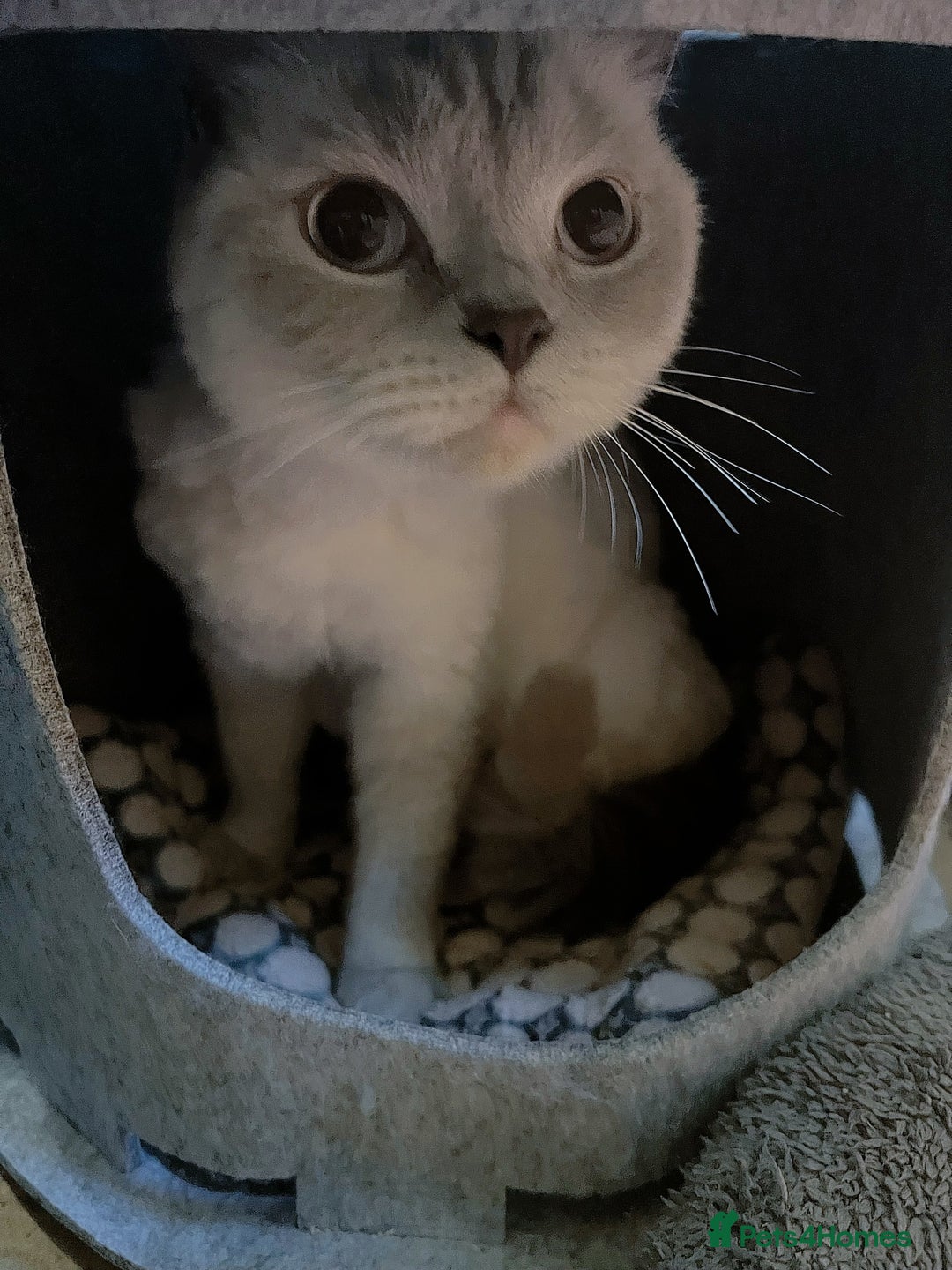 British Shorthair cats for sale: Two beautiful British Shorthair Kittens  - Image 10