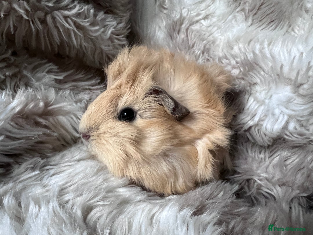 Guinea Pig rodents for sale: Baby guinea pigs Sows& Boars are can be reserved - Advert 1