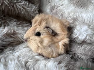 Guinea Pig rodents Baby guinea pigs Sows& Boars are can be reserved - Advert 1