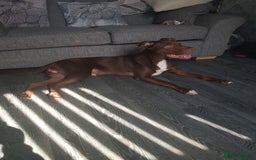 Mixed Breed dogs for sale: Xl,staffy,collie mix boy 7 months - Image 6