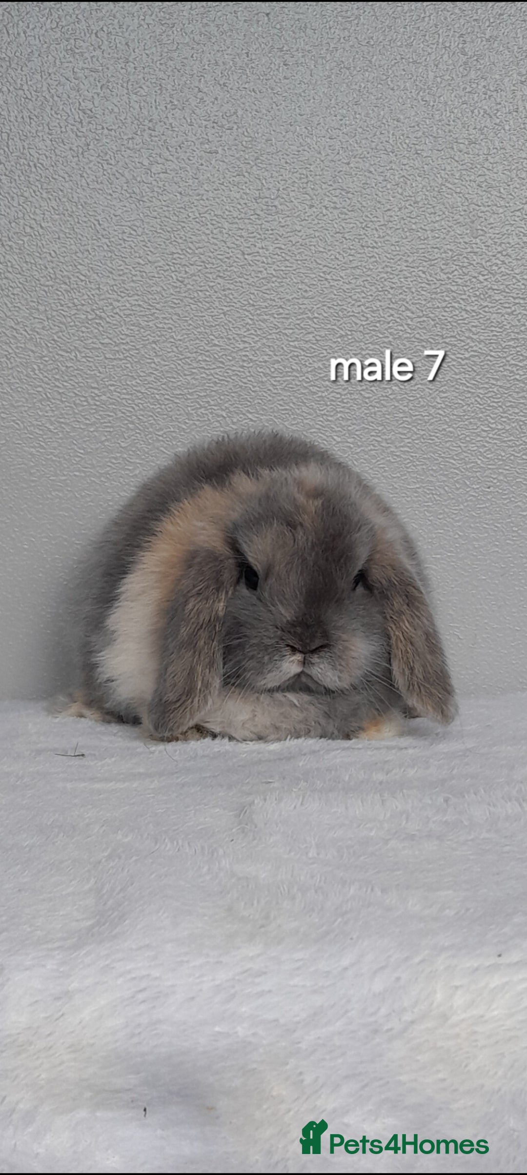 Mini Lop rabbits for sale: Stunning pure breed mini lops - Image 22