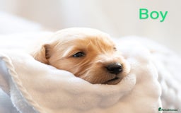 Golden Retriever dogs for sale: Golden Retiever Puppies   - Image 13