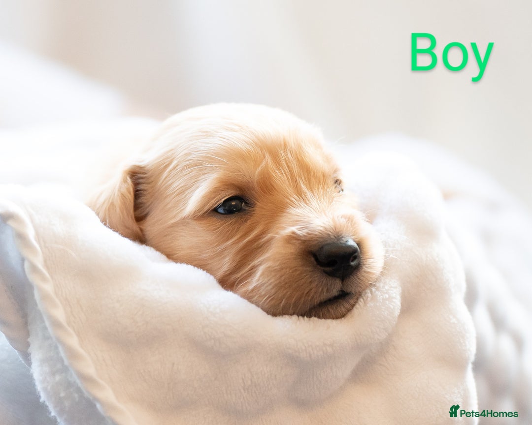 Golden Retriever dogs for sale: Golden Retiever Puppies   - Image 13