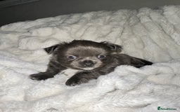 Chihuahua dogs for sale: chihuahua pups for sale  - Image 1