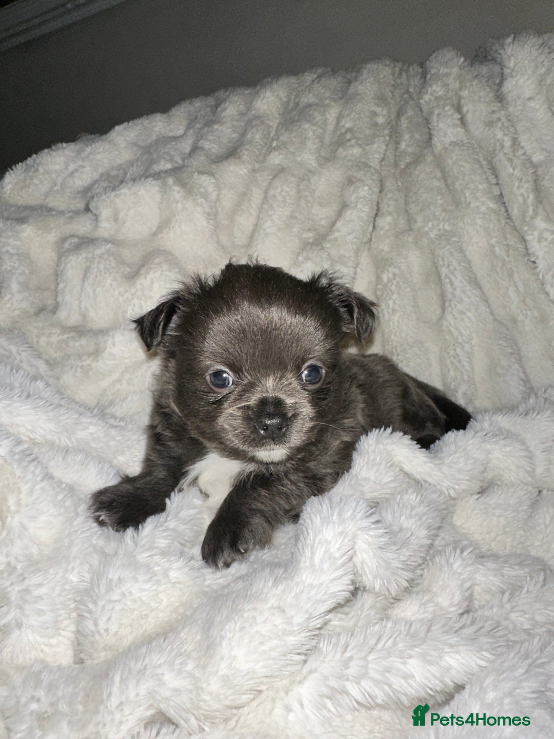 Chihuahua dogs for sale: chihuahua pups for sale  - Image 1