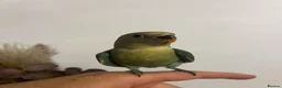 Lovebirds birds for sale: Cute little lovebirds babies  - Advert 2