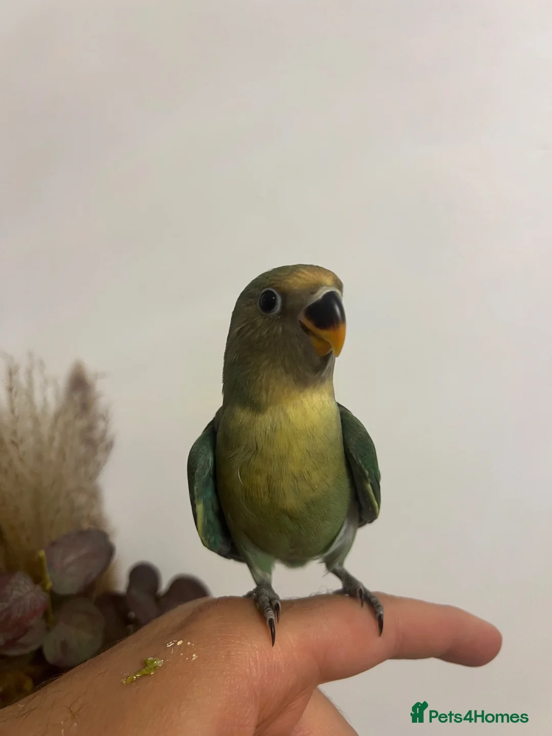 Lovebirds birds for sale: Cute little lovebirds babies  - Advert 2