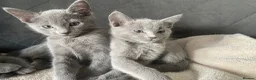 Russian Blue cats for sale: Russian Blue kittens 2 girls and 6 boys in Edinburgh - Advert 3