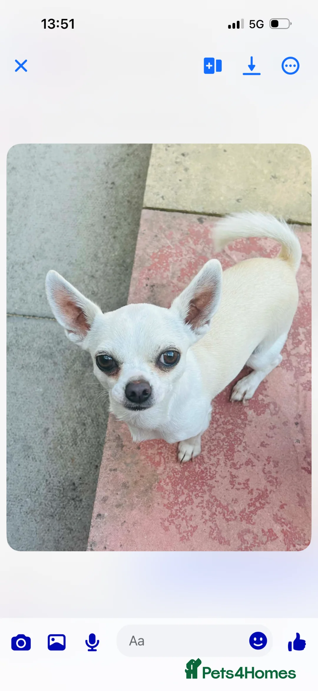 Chihuahua dogs for sale: 2 and a half year old boy Apple head chihuahua  in Gloucester - Advert 1