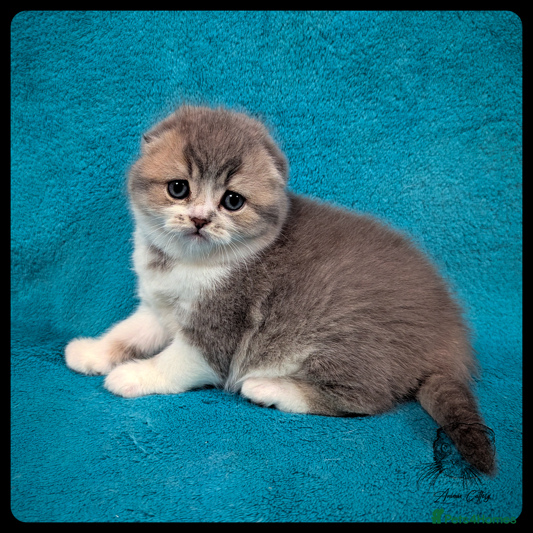 Scottish Fold cats for sale: TICA Registered Scottish kittens - Advert 17