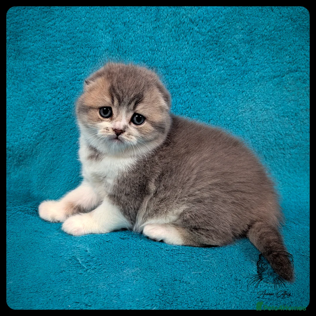 Scottish Fold cats for sale: TICA Registered Scottish kittens - Advert 17