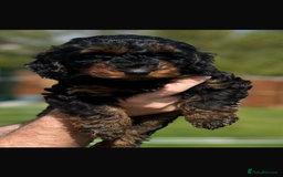 Cockapoo dogs for sale: F1b cockapoo puppies.  - Image 4