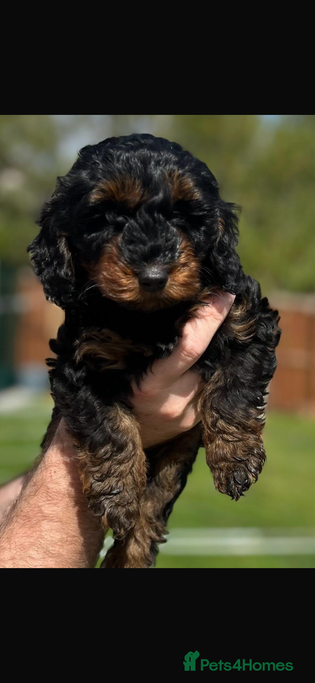 Cockapoo dogs for sale: F1b cockapoo puppies.  - Image 4