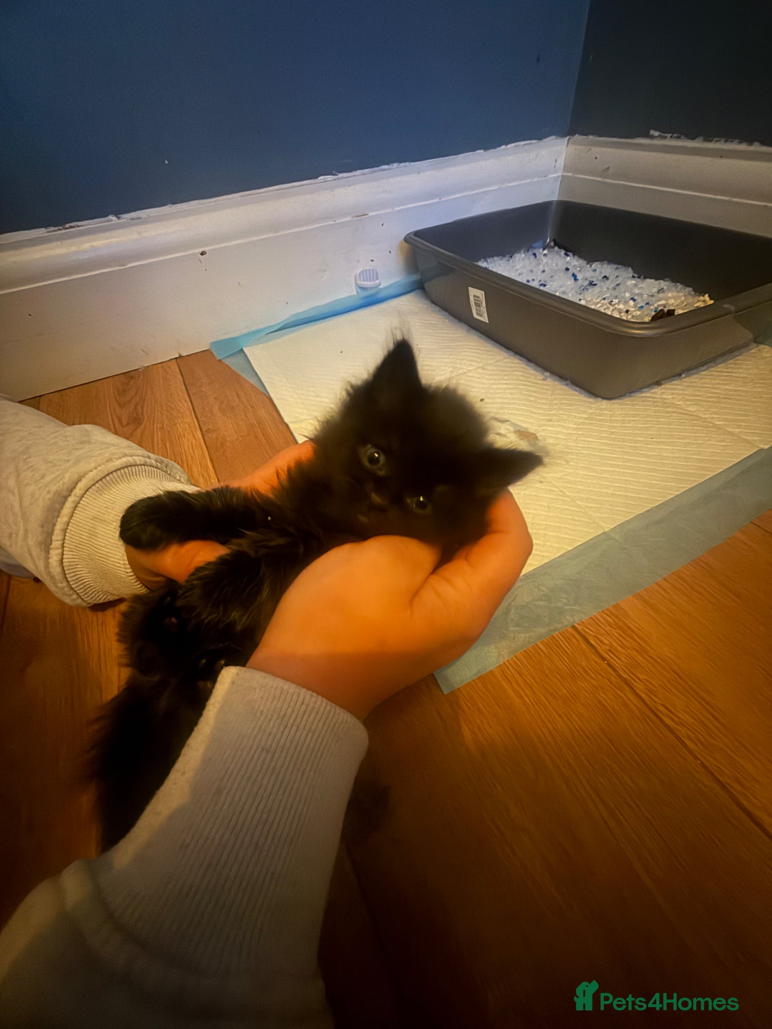 Mixed Breed cats BSH x Persian Kittens  - Advert 13