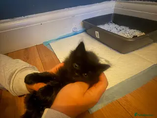 Mixed Breed cats BSH x Persian Kittens - Advert 13