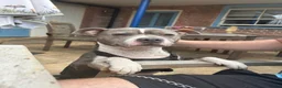 Staffordshire Bull Terrier dogs for sale: Female for rehoming  in Lincoln - Advert 8