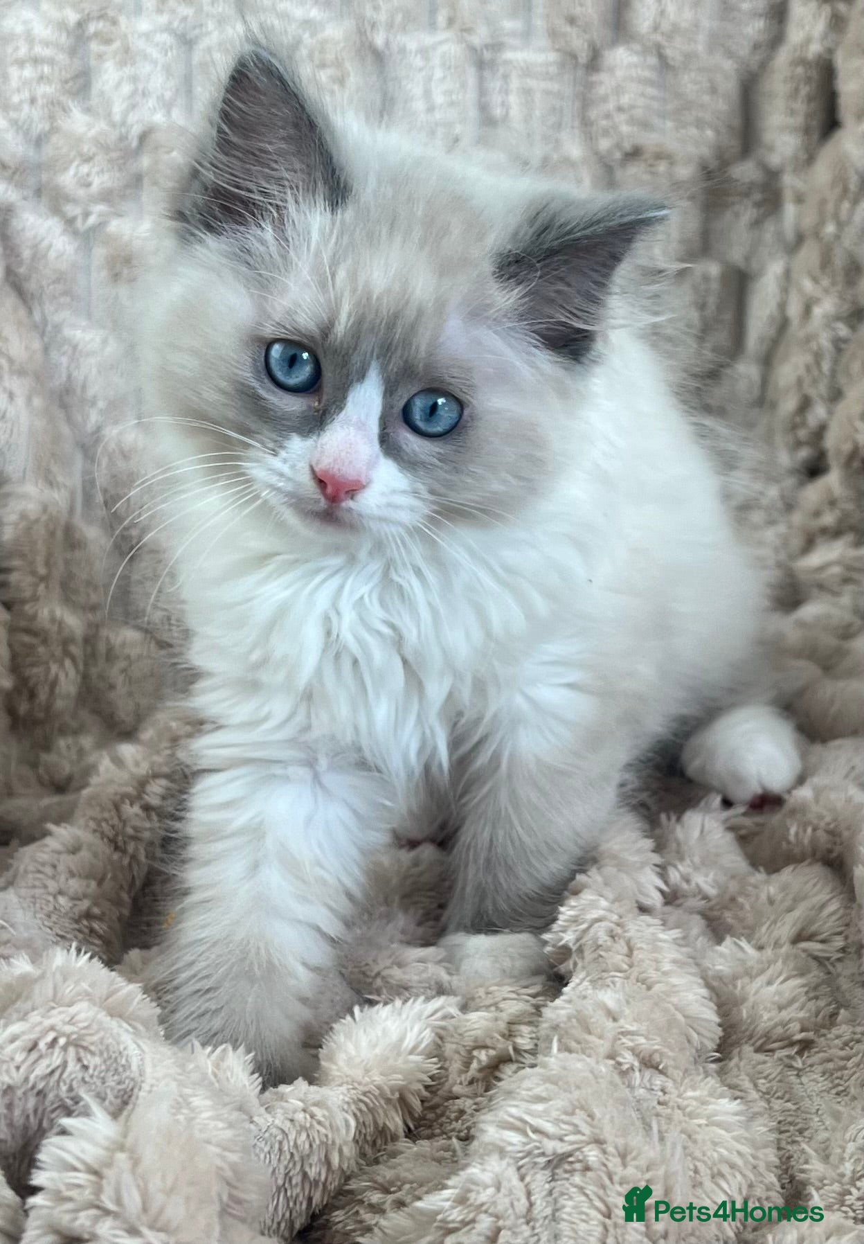 Ragdoll cats for sale: 1 Sweet Ragdoll boy Left looks 4 a loving family  - Advert 1