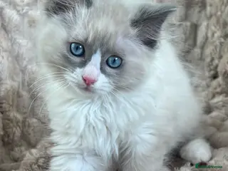 Ragdoll cats for sale: 1 Sweet Ragdoll boy Left looks 4 a loving family - Advert 1