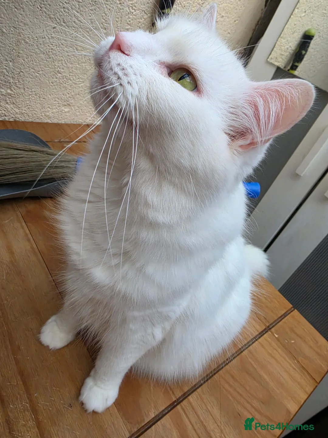 Turkish Angora cats for sale: Turkish angora female in Wembley - Advert 2