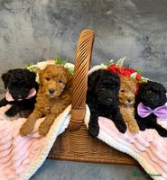 Toy Poodle dogs - Advert 5