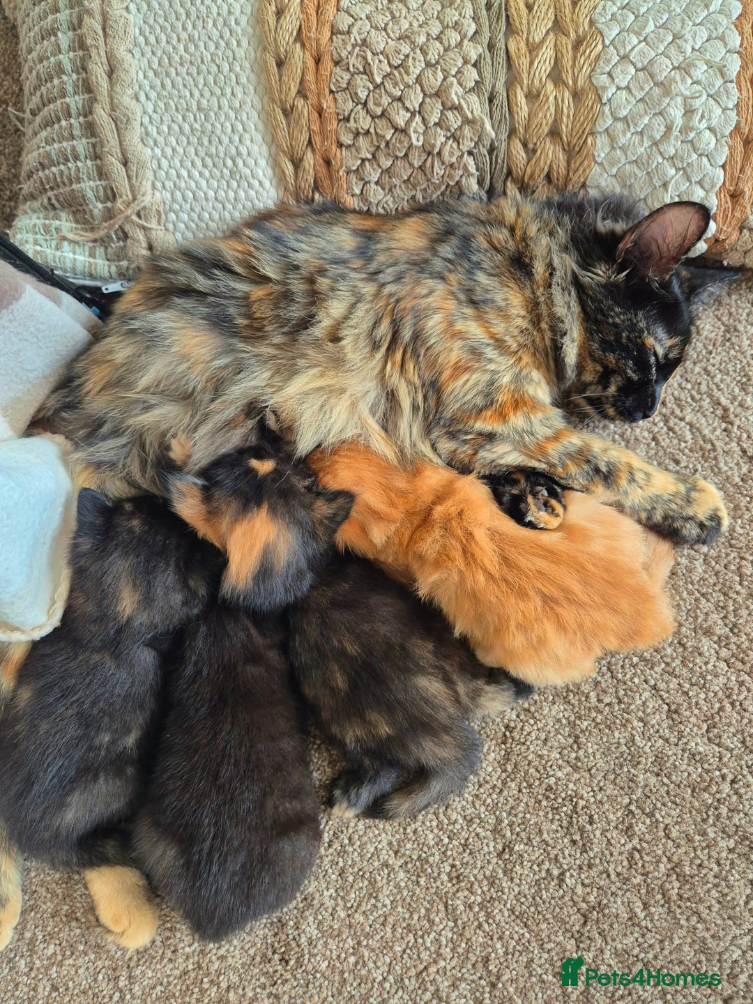 Mixed Breed cats for sale: Super friendly, fluffy kittens! 😻 - Image 9